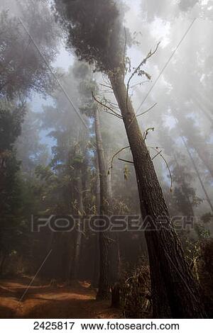 Hawaii, Maui, Poli Poli, A misty fog rolls in along tree lined dirt road View Large Photo Image Stock Photo - Hawaii, Maui, Poli Poli, A misty fog rolls in along tree lined dirt road. Fotosearch