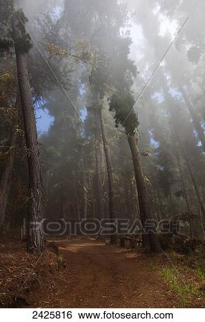Stock Photograph - Hawaii, Maui, Poli Poli, A misty fog rolls in along tree lined dirt road. Fotosearch