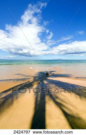Stock Photo - Hawaii, Maui, Wailea, Keawakapu Beach, Palm tree shadows on the beach.. Fotosearch