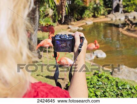 Hawaii, Oahu, Honolulu, Woman photographing flamingos at the Honolulu zoo. View Large Photo Image Stock Photography - Hawaii, Oahu, Honolulu, Woman photographing flamingos at the Honolulu zoo.. Fotosearch