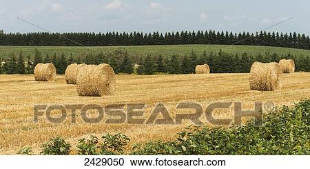 Stock Image - Hay bales in a field; Kensington, Prince Edward Island, Canada. Fotosearch