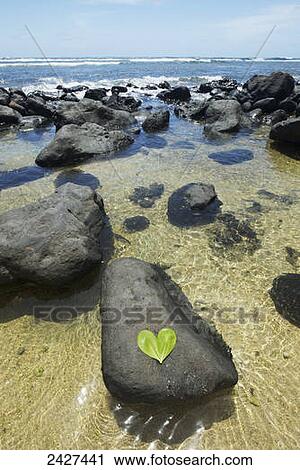 Stock Image - Heart-shaped leaf on a rock in the tide; Kauai, Hawaii, United States of America. Fotosearch