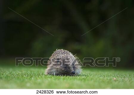 Hedgehog in a garden; Dorset, England View Large Photo Image Stock Photograph - Hedgehog in a garden; Dorset, England. Fotosearch