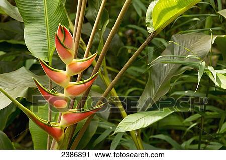 Heliconia lennartiana; Island of Hawaii, Hawaii, United States of America View Large Photo Image Stock Image - Heliconia lennartiana; Island of Hawaii, Hawaii, United States of America. Fotosearch