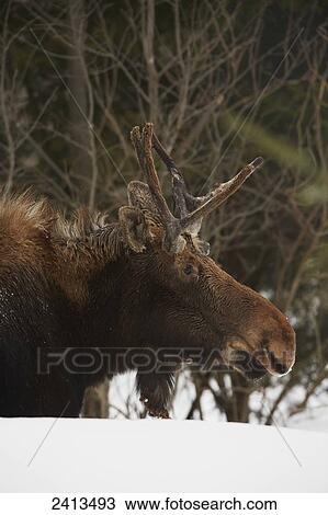 Hershie the moose at the Haliburton Forest and Wildlife Reserve; Ontario, Canada View Large Photo Image Stock Image - Hershie the moose at the Haliburton Forest and Wildlife Reserve; Ontario, Canada. Fotosearch