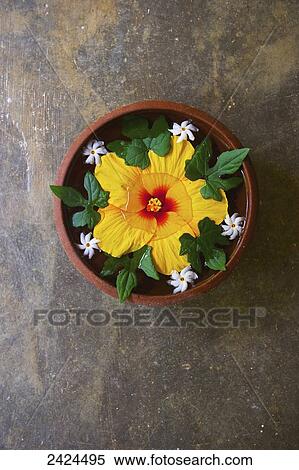 Stock Photography - High angle view of a large yellow flower floating in a bowl of water; Ulpotha, Embogama, Sri Lanka. Fotosearch