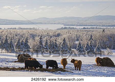 Highland cattle in a meadow in winter; West Bolton, Quebec, Canada View Large Photo Image Stock Image - Highland cattle in a meadow in winter; West Bolton, Quebec, Canada. Fotosearch