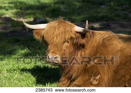 Highland cattle; Scottish Borders, Scotland View Large Photo Image Stock Image - Highland cattle; Scottish Borders, Scotland. Fotosearch
