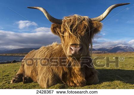 Highland cow sitting beside Cuil beach; Argyll, Scotland View Large Photo Image Stock Photo - Highland cow sitting beside Cuil beach; Argyll, Scotland. Fotosearch