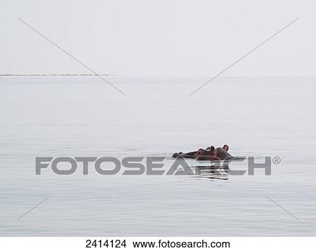 Hippopotamus in Lake Tana; Bahar Dar, Amhara region, Ethiopia View Large Photo Image Picture - Hippopotamus in Lake Tana; Bahar Dar, Amhara region, Ethiopia. Fotosearch