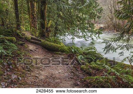 Holt Creek, part of the regional Cowichan Valley Parks on Vancouver Island; Duncan, British Columbia, Canada View Large Photo Image Stock Photography - Holt Creek, part of the regional Cowichan Valley Parks on Vancouver Island; Duncan, British Columbia, Canada. Fotosearch
