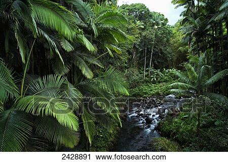 Honolii tropical forest and stream; Big Island, Hawaii, United States of America View Large Photo Image Stock Image - Honolii tropical forest and stream; Big Island, Hawaii, United States of America. Fotosearch