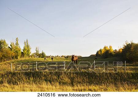 Horses in a field; Edmonton, Alberta, Canada View Large Photo Image Stock Photograph - Horses in a field; Edmonton, Alberta, Canada. Fotosearch