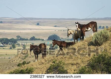 Horses standing on a slope overlooking a wide open space in Little Bighorn Valley; Montana, United States of America View Large Photo Image Stock Photo - Horses standing on a slope overlooking a wide open space in Little Bighorn Valley; Montana, United States of America. Fotosearch