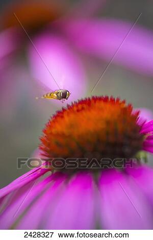 Stock Photo - Hoverfly above Echinacea flower; Cambridgeshire, England. Fotosearch