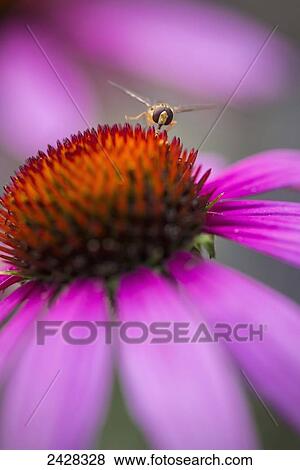 Stock Photo - Hoverfly above Echinacea flower; Cambridgeshire, England. Fotosearch