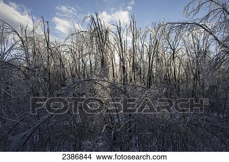 Ice coated fallen and broken trees illustrate damage from an ice storm; Brampton, Ontario, Canada View Large Photo Image Picture - Ice coated fallen and broken trees illustrate damage from an ice storm; Brampton, Ontario, Canada. Fotosearch