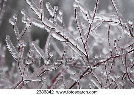 Ice coated fallen tree damaged from an ice storm; Brampton, Ontario, Canada View Large Photo Image Stock Image - Ice coated fallen tree damaged from an ice storm; Brampton, Ontario, Canada. Fotosearch