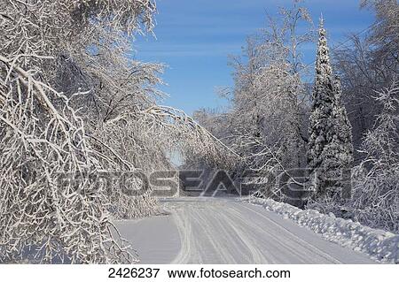 Ice storm damage on a back road; West Bolton, Quebec, Canada View Large Photo Image Stock Photo - Ice storm damage on a back road; West Bolton, Quebec, Canada. Fotosearch