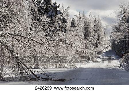 Ice storm damage on a rural road; Foster, Quebec, Canada View Large Photo Image Stock Photo - Ice storm damage on a rural road; Foster, Quebec, Canada. Fotosearch