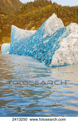 Iceberg broken off Mendenhall Glacier floating in Mendenhall lake, flipping over and exposing blue polished ice from being underwater; Juneau, Alaska, United States of America View Large Photo Image Stock Image - Iceberg broken off Mendenhall Glacier floating in Mendenhall lake, flipping over and exposing blue polished ice from being underwater; Juneau, Alaska, United States of America. Fotosearch