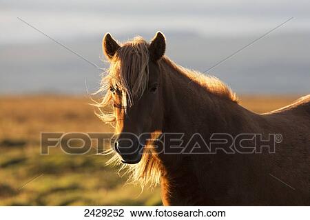 Stock Image - Icelandic horse at sunset with long mane blowing in the wind; Iceland. Fotosearch