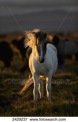 Icelandic horse at sunset with long mane blowing in the wind; Iceland View Large Photo Image Stock Photo - Icelandic horse at sunset with long mane blowing in the wind; Iceland. Fotosearch