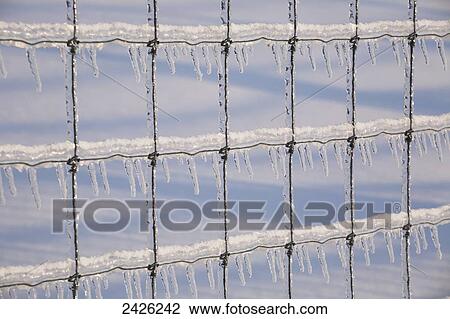 Icicles on a metal fence after a freezing rain storm; West Bolton, Quebec, Canada View Large Photo Image Stock Image - Icicles on a metal fence after a freezing rain storm; West Bolton, Quebec, Canada. Fotosearch