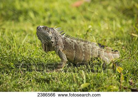 Iguana on the grass; Grand Cayman View Large Photo Image Stock Photograph - Iguana on the grass; Grand Cayman. Fotosearch