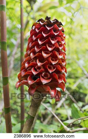 Indonesian wax ginger flower; Island of Hawaii, Hawaii, United States of America View Large Photo Image Stock Photograph - Indonesian wax ginger flower; Island of Hawaii, Hawaii, United States of America. Fotosearch