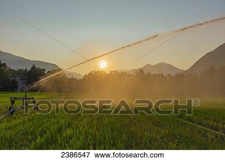 Irrigation of a field at sunset; Locarno, Ticino, Switzerland View Large Photo Image Stock Photo - Irrigation of a field at sunset; Locarno, Ticino, Switzerland. Fotosearch