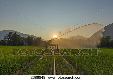 Stock Photo - Irrigation of a field at sunset; Locarno, Ticino, Switzerland. Fotosearch