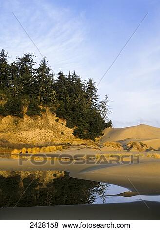 Islands of trees are found in the dunes; Lakeside, Oregon, United States of America View Large Photo Image Stock Photo - Islands of trees are found in the dunes; Lakeside, Oregon, United States of America. Fotosearch