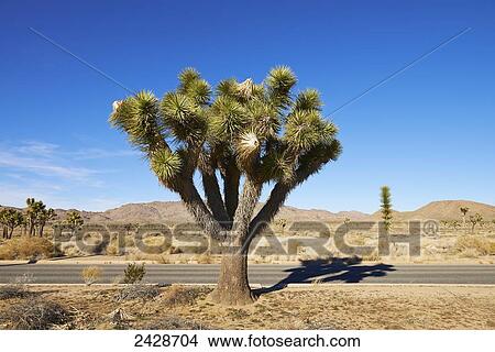 Joshua Tree National Park; Joshua Tree, California, United States of America View Large Photo Image Picture - Joshua Tree National Park; Joshua Tree, California, United States of America. Fotosearch