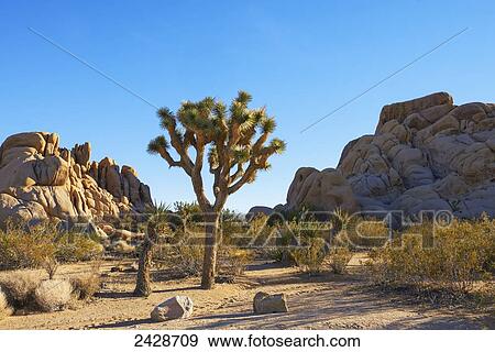 Joshua Tree National Park; Joshua Tree, California, United States of America View Large Photo Image Stock Photo - Joshua Tree National Park; Joshua Tree, California, United States of America. Fotosearch