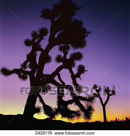 Joshua trees at dusk, Joshua Tree National Park; California, United States of America View Large Photo Image Stock Photograph - Joshua trees at dusk, Joshua Tree National Park; California, United States of America. Fotosearch