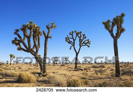 Joshua trees in Joshua Tree National Park; Joshua Tree, California, United States of America View Large Photo Image Stock Photography - Joshua trees in Joshua Tree National Park; Joshua Tree, California, United States of America. Fotosearch