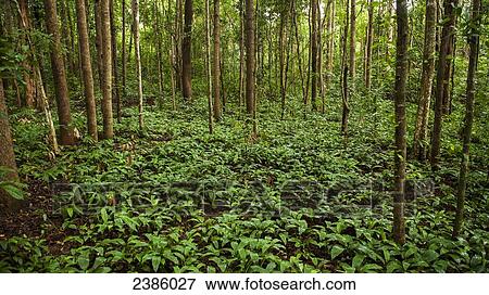 Stock Photo - Jungle floor; Sen Monorom, Mondulkiri, Cambodia. Fotosearch