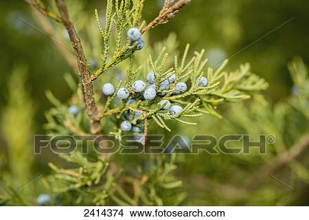 Juniper berries on a branch; Accokeek, Maryland, United States of America View Large Photo Image Picture - Juniper berries on a branch; Accokeek, Maryland, United States of America. Fotosearch