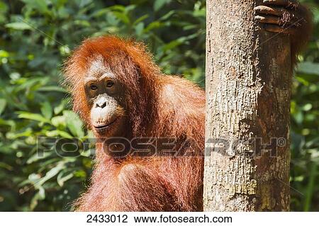 Stock Image - Juvenile Bornean orangutan (Pongo pygmaeus) at Pondok Tanggui, Tanjung Puting National Park, Central Kalimantan, Borneo, Indonesia. Fotosearch