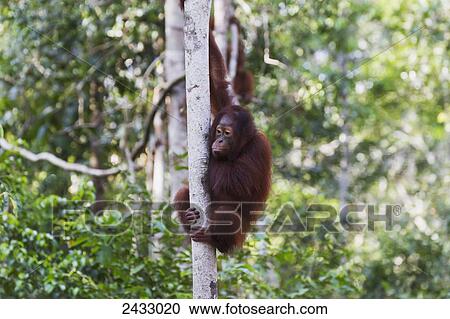 Juvenile Bornean orangutan (Pongo pygmaeus) at Camp Leaky, Tanjung Puting National Park, Central Kalimantan, Borneo, Indonesia View Large Photo Image Stock Image - Juvenile Bornean orangutan (Pongo pygmaeus) at Camp Leaky, Tanjung Puting National Park, Central Kalimantan, Borneo, Indonesia. Fotosearch