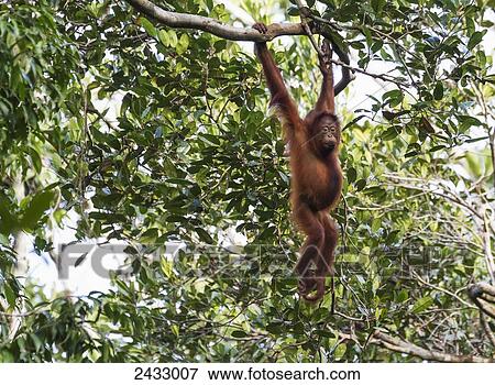 Juvenile Bornean orangutan (Pongo pygmaeus) at Tangung Harapan, Tanjung Puting National Park, Central Kalimantan, Borneo, Indonesia View Large Photo Image Stock Photo - Juvenile Bornean orangutan (Pongo pygmaeus) at Tangung Harapan, Tanjung Puting National Park, Central Kalimantan, Borneo, Indonesia. Fotosearch