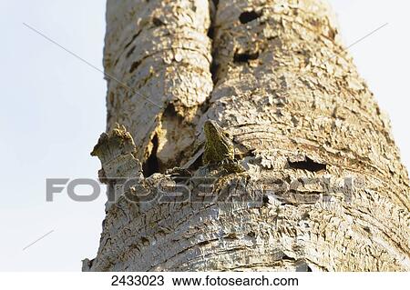 Stock Image - Juvenile Komodo dragon or Komodo monitor (Varanus komodoensis) on Komodo Island, Komodo National Park, East Nusa Tenggara, Indonesia. Fotosearch