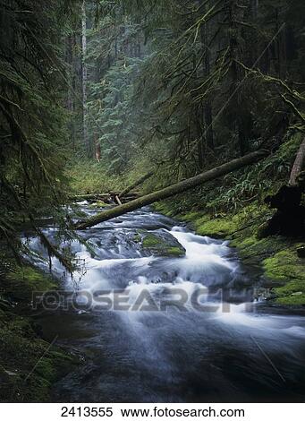 Kentucky Creek flows through Siuslaw National Forest; Florence, Oregon, United States of America View Large Photo Image Stock Photography - Kentucky Creek flows through Siuslaw National Forest; Florence, Oregon, United States of America. Fotosearch