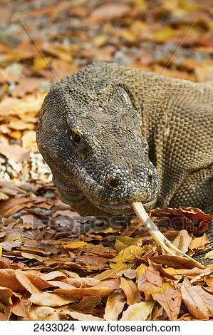 Picture - Komodo dragon or Komodo monitor (Varanus komodoensis) on Komodo Island, Komodo National Park, East Nusa Tenggara, Indonesia. Fotosearch