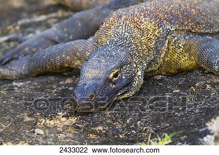 Komodo dragon or Komodo monitor (Varanus komodoensis) on Komodo Island, Komodo National Park, East Nusa Tenggara, Indonesia View Large Photo Image Stock Image - Komodo dragon or Komodo monitor (Varanus komodoensis) on Komodo Island, Komodo National Park, East Nusa Tenggara, Indonesia. Fotosearch