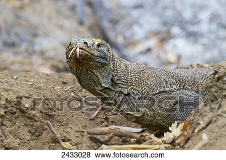 Komodo dragon or Komodo monitor (Varanus komodoensis) on Rinca Island, Komodo National Park, East Nusa Tenggara, Indonesia View Large Photo Image Stock Photo - Komodo dragon or Komodo monitor (Varanus komodoensis) on Rinca Island, Komodo National Park, East Nusa Tenggara, Indonesia. Fotosearch