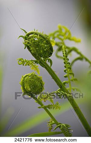 Stock Photograph - Lady fern fronds unfurl; Astoria, Oregon, United States of America. Fotosearch