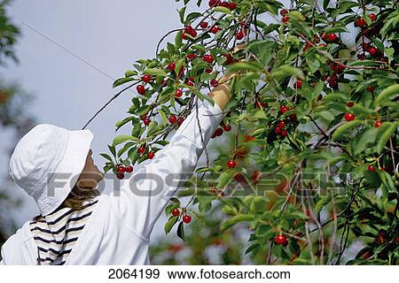 Lady In White Picking Cherries From Tree View Large Photo Image Stock Photo - Lady In White Picking Cherries From Tree. Fotosearch