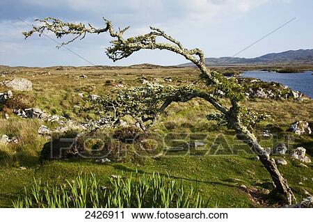 Landscape of rocks on grass and a lake, near Roundstone; County Galway, Ireland View Large Photo Image Stock Image - Landscape of rocks on grass and a lake, near Roundstone; County Galway, Ireland. Fotosearch